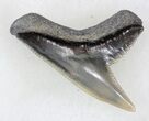 Sharp Fossil Tiger Shark Tooth - Lee Creek Mine #33947-1